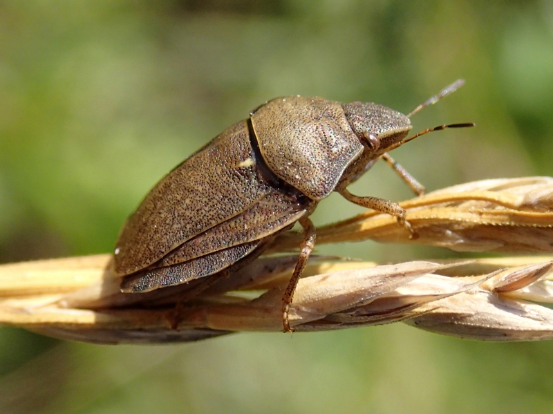 Scutelleridae: Eurygaster cf testudinaria del Veneto (TV)